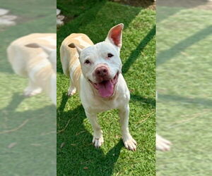 Staffordshire Bull Terrier Dogs for adoption in Sugar Land, TX, USA