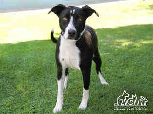 Borador Dogs for adoption in Irvine, CA, USA