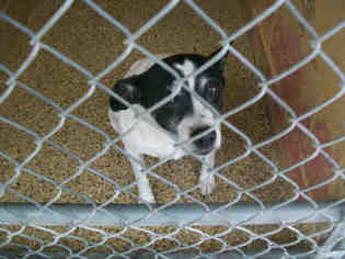 Medium Photo #1 Rat Terrier Puppy For Sale in Georgetown, TX, USA