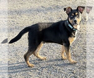 Labrador Retriever-Unknown Mix Dogs for adoption in Brooklyn Center, MN, USA