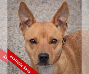Carolina Dog-Whippet Mix Dogs for adoption in Huntley, IL, USA