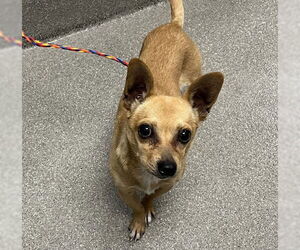 Chihuahua-Unknown Mix Dogs for adoption in Las Vegas, NV, USA