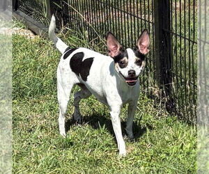 Mutt Dogs for adoption in Virginia Beach, VA, USA