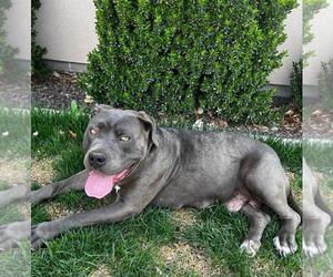 American Pit Bull Terrier-Unknown Mix Dogs for adoption in Incline Village, NV, USA