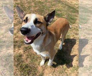 Mutt Dogs for adoption in Bryant, AR, USA