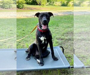 Great Dane-Unknown Mix Dogs for adoption in Roxboro, NC, USA