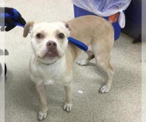 Mutt Dogs for adoption in Riverside, CA, USA