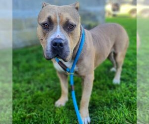 Staffordshire Bull Terrier Dogs for adoption in Long Beach, CA, USA