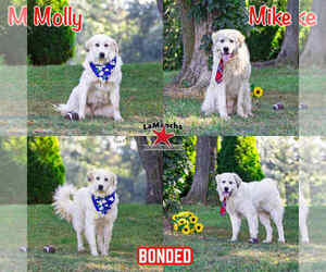 Great Pyrenees-Unknown Mix Dogs for adoption in Unionville, PA, USA
