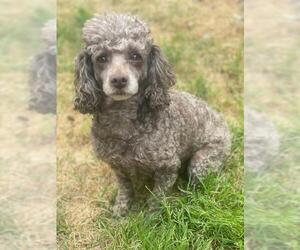 Poodle (Miniature) Dogs for adoption in Pacolet, SC, USA