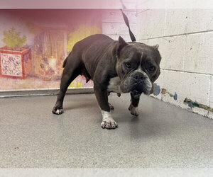 Mutt Dogs for adoption in San Bernardino, CA, USA