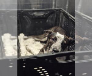 Mutt Dogs for adoption in San Antonio, TX, USA