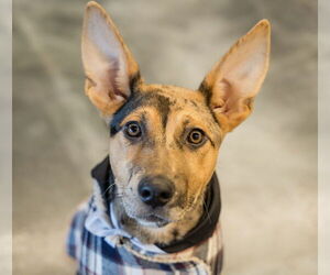 Catahoula Leopard Dog-Unknown Mix Dogs for adoption in St. Louis Park, MN, USA