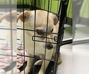 Chihuahua-Unknown Mix Dogs for adoption in Temple, TX, USA