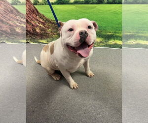 Bulldog-Unknown Mix Dogs for adoption in Euless, TX, USA