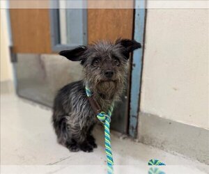 Cairn Terrier Dogs for adoption in Fremont, CA, USA