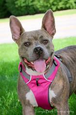 American French Bull Terrier Dogs for adoption in Princeton, MN, USA