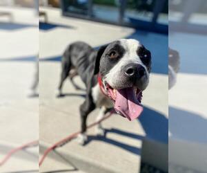 American Pit Bull Terrier-Great Dane Mix Dogs for adoption in Santa Monica, CA, USA