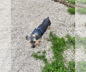 Mutt Dogs for adoption in Stover, MO, USA