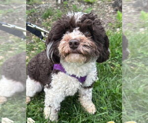 Havanese Dogs for adoption in Matawan, NJ, USA