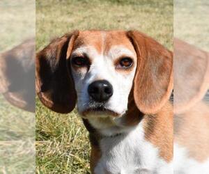 Beagle Dogs for adoption in Nashville, IN, USA