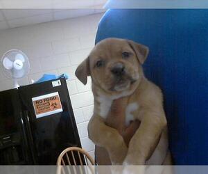 American Pit Bull Terrier-Unknown Mix Dogs for adoption in Fayetteville, NC, USA