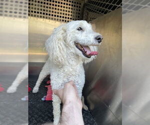 Poodle (Toy) Dogs for adoption in Lee's Summit, MO, USA