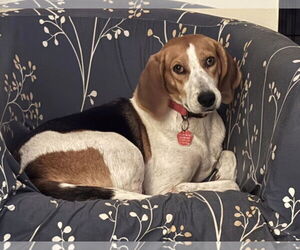 Beagle-Unknown Mix Dogs for adoption in Sanderson, FL, USA