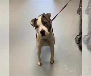 American Pit Bull Terrier Dogs for adoption in Fayetteville, NC, USA
