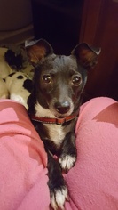 Rat-Cha Dogs for adoption in Suffolk, VA, USA