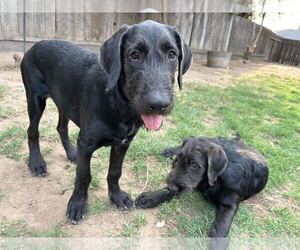 Labrador Retriever-Unknown Mix Dogs for adoption in Clovis, CA, USA