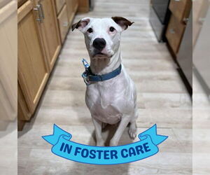 Lab-Pointer Dogs for adoption in Tallahassee, FL, USA