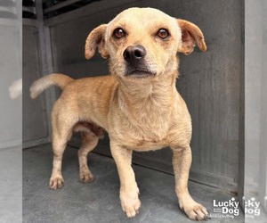 Chihuahua-Unknown Mix Dogs for adoption in Washington, DC, USA