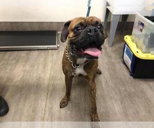 Medium Photo #1 Boxer Puppy For Sale in Pasadena, CA, USA