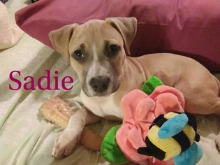American Staffordshire Terrier Dogs for adoption in Cary, NC, USA