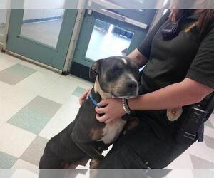American Pit Bull Terrier Dogs for adoption in Oklahoma City, OK, USA
