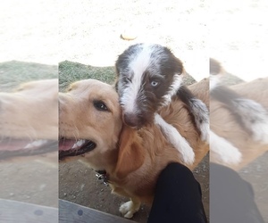 Australian Shepherd Dogs for adoption in Pottstown, PA, USA