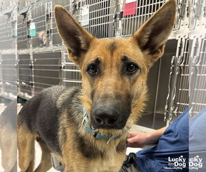 German Shepherd Dog-Unknown Mix Dogs for adoption in Washington, DC, USA