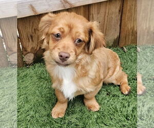 Shiranian Dogs for adoption in Oakhurst, NJ, USA