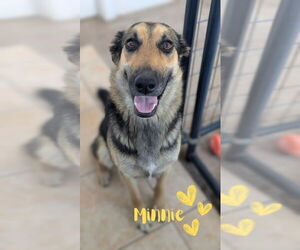 German Shepherd Dog Dogs for adoption in Monte Vista, CO, USA