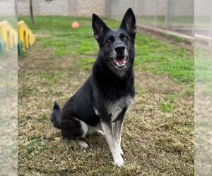 German Shepherd Dog-Unknown Mix Dogs for adoption in Modesto, CA, USA