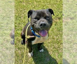 American Staffordshire Terrier Dogs for adoption in Fort Lauderdale, FL, USA