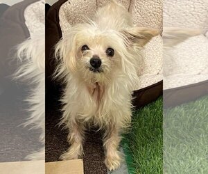 Maltese-Unknown Mix Dogs for adoption in San Leandro, CA, USA