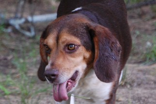Medium Photo #1 Beagle-Unknown Mix Puppy For Sale in Yardley, PA, USA