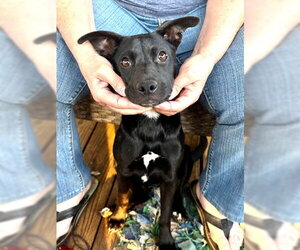Jack Russell Terrier Dogs for adoption in Rutherfordton, NC, USA