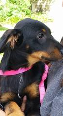 Medium Photo #1 Border Collie-Unknown Mix Puppy For Sale in Houston, TX, USA
