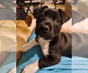 Labrador Retriever-Unknown Mix Dogs for adoption in Royal Palm Beach, FL, USA