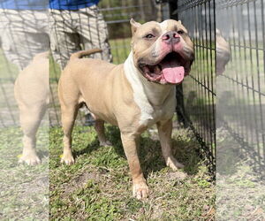 American Pit Bull Terrier Dogs for adoption in Virginia Beach, VA, USA