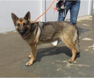 German Shepherd Dog Dogs for adoption in Louisville, KY, USA