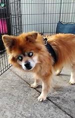 Pomeranian Dogs for adoption in Liberty, IN, USA